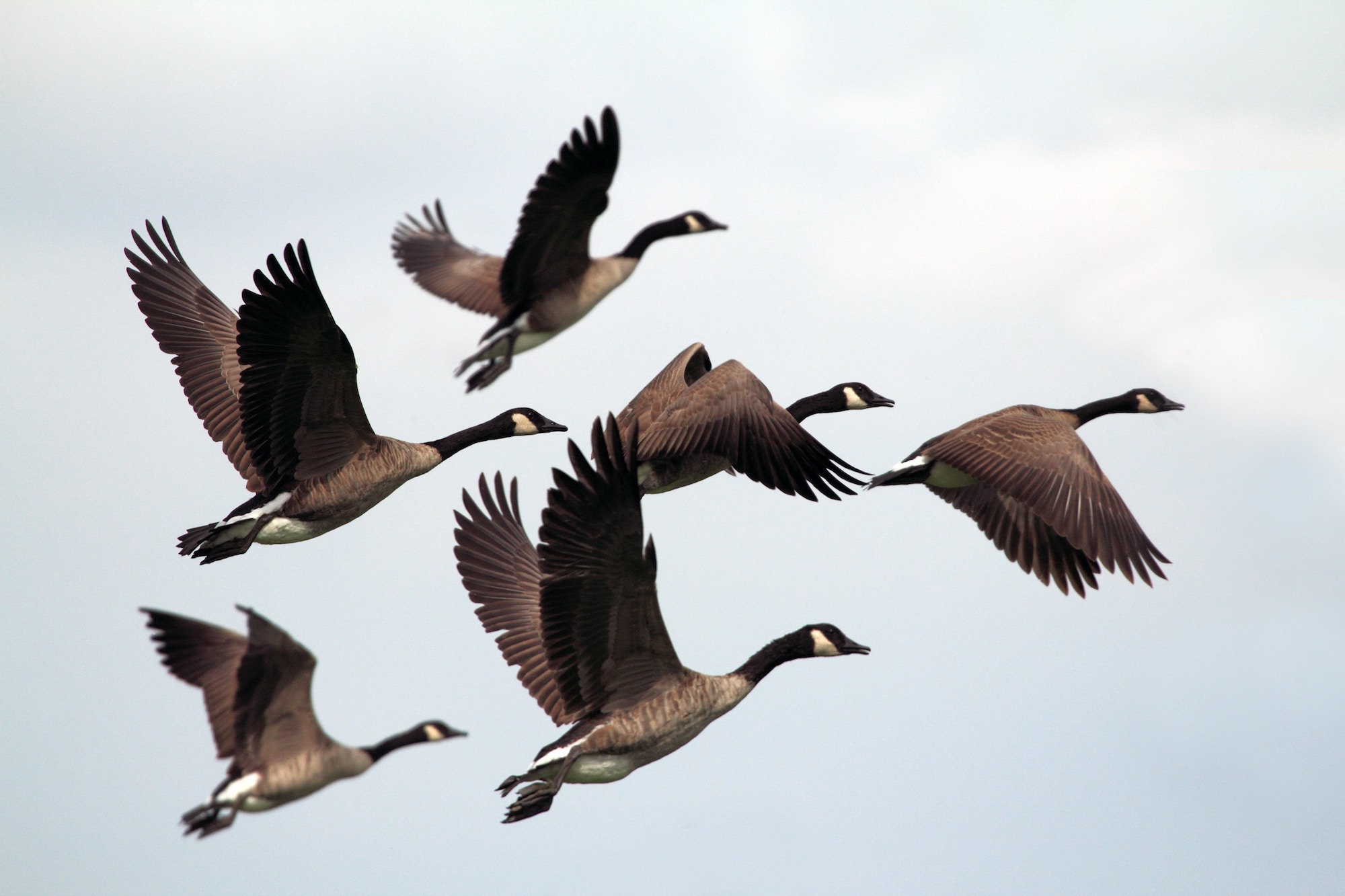 Winging South for the Winter